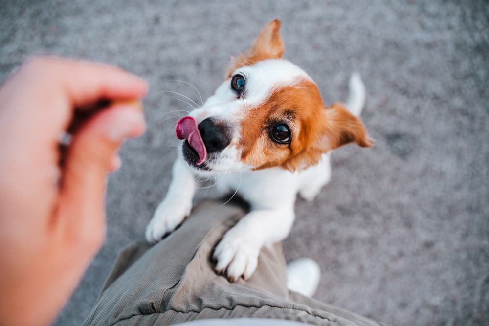Dog eating a treat from owner