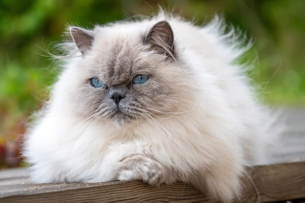 Large ragdoll cat sitting on bench outdoors with matted cat hair