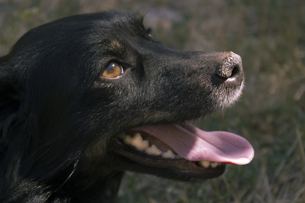 Dog smiling with a dry nose