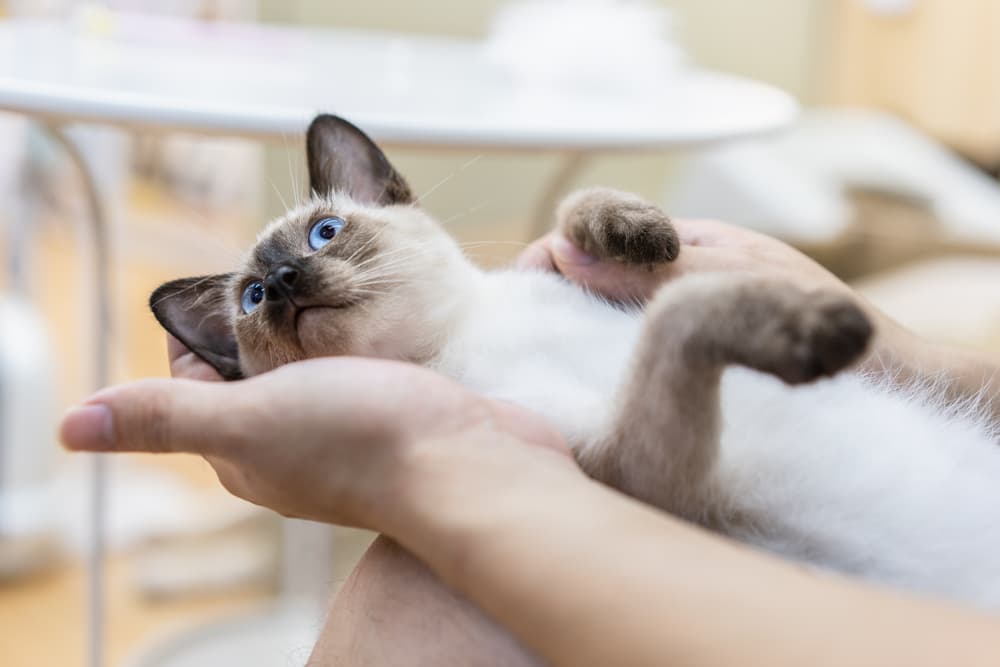 Cat stretching in owner's arms
