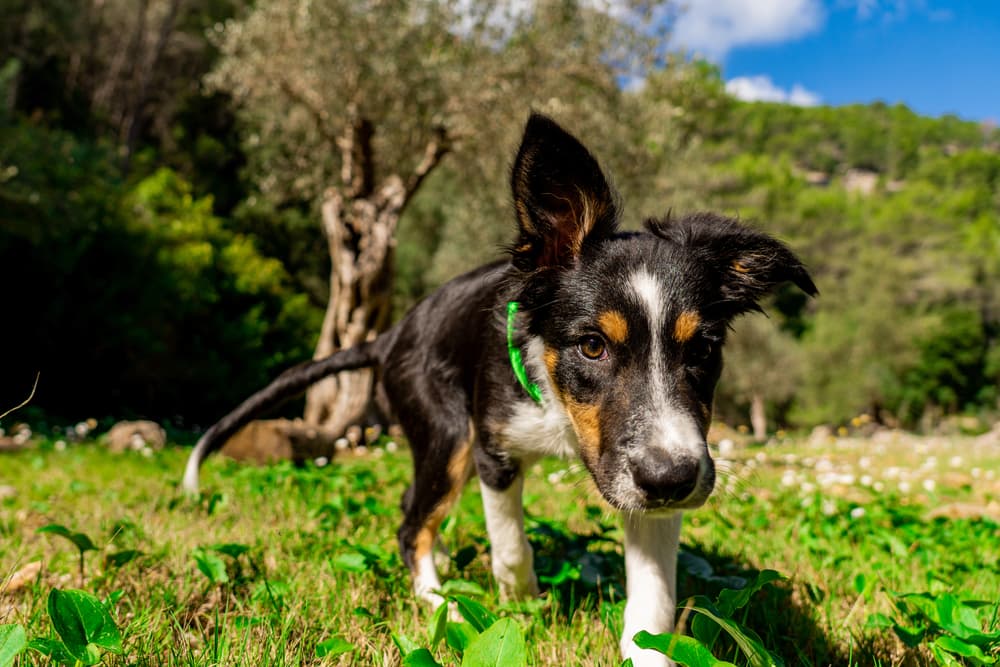 Dog Dry Nose: Causes and How to Help