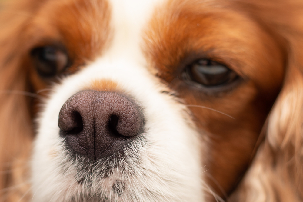 Close up image of a dog's nose that is dry