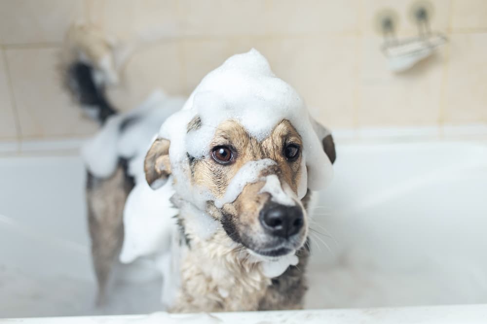 Dog in the bath covered with shampoo