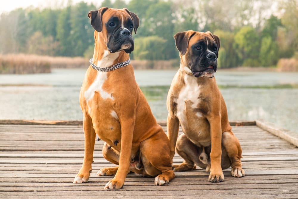 Two Boxer dogs sitting on the dock by a lake