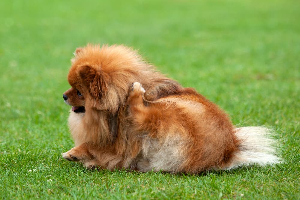 Dog scratching behind its ear on the grass