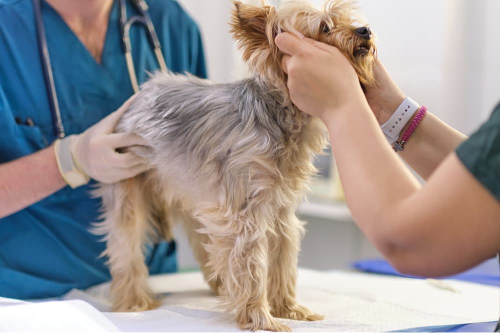 Dog having an exam at the vet