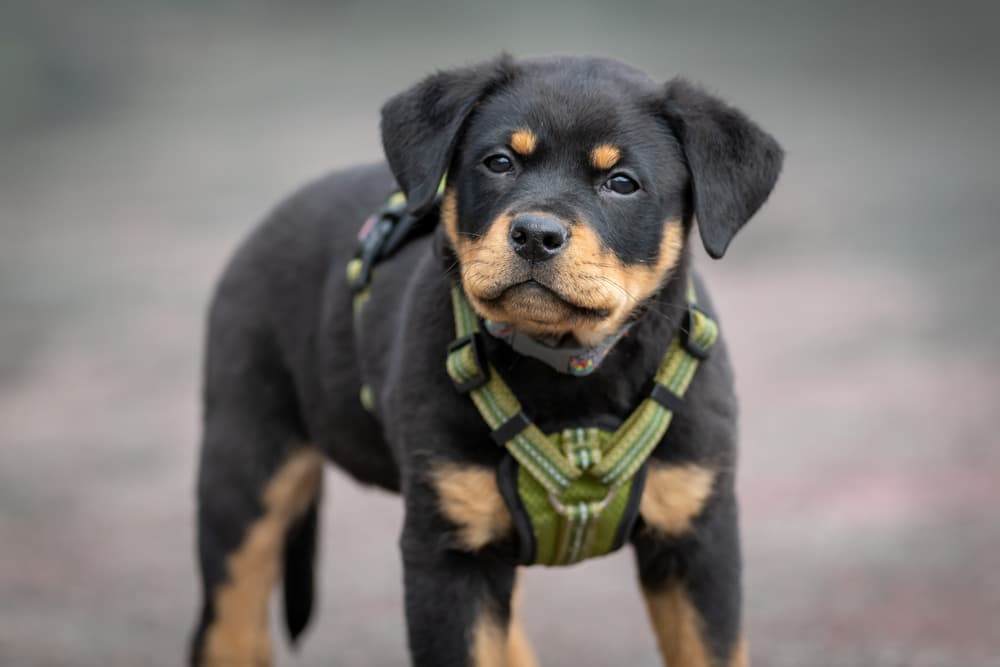 Puppy wearing a no-pull harness