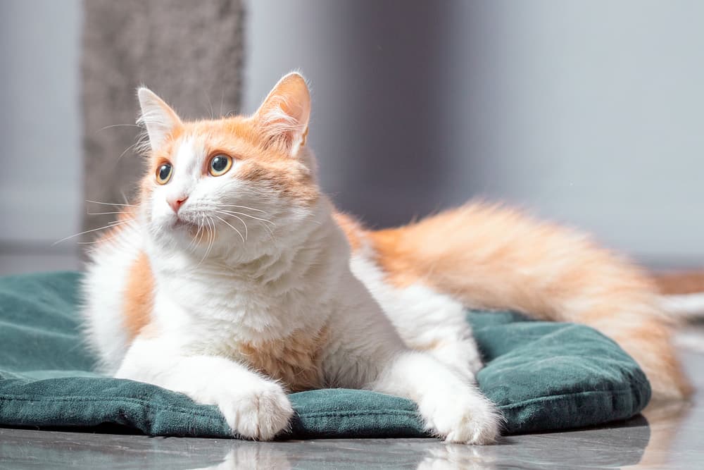 Matted Cat Hair: How to Handle It