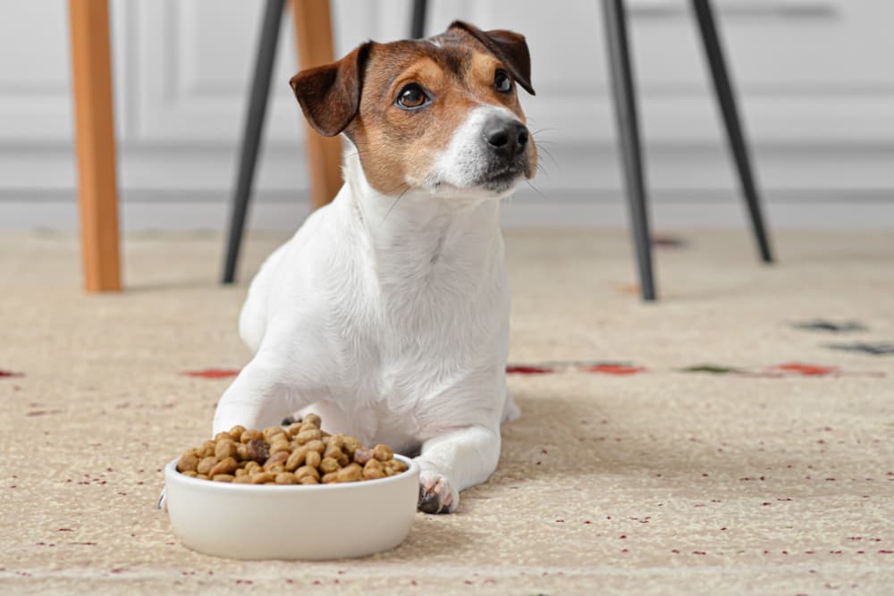Vegan Dog Food: 7 Protein Sources to Know