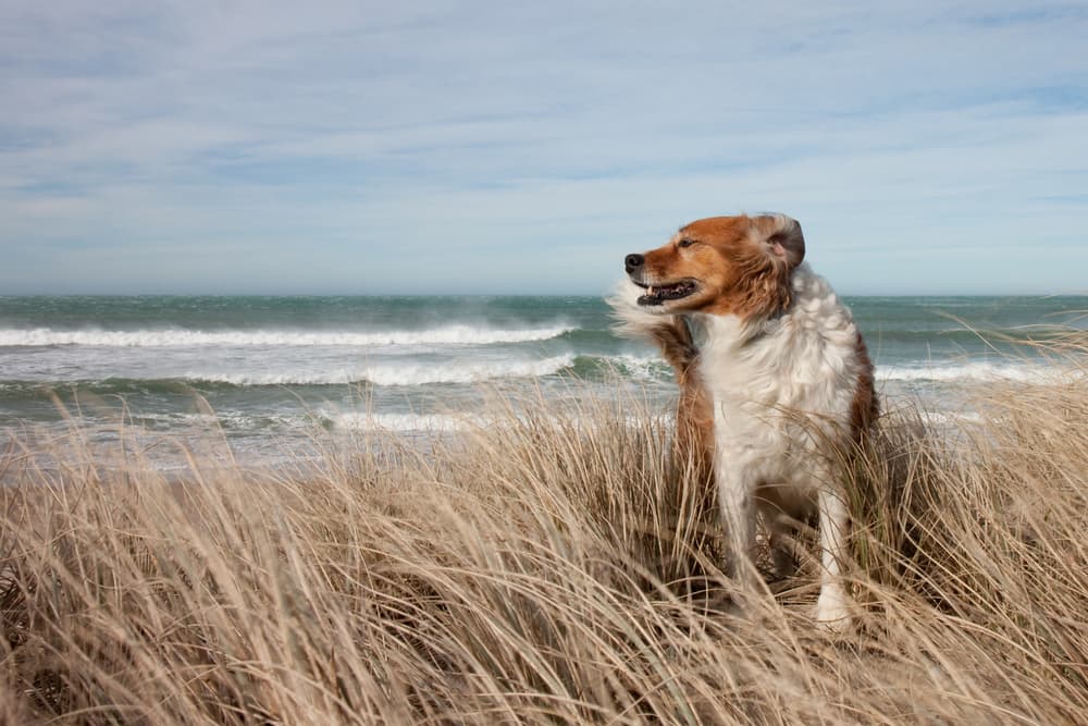 Dog standing on a windy beach