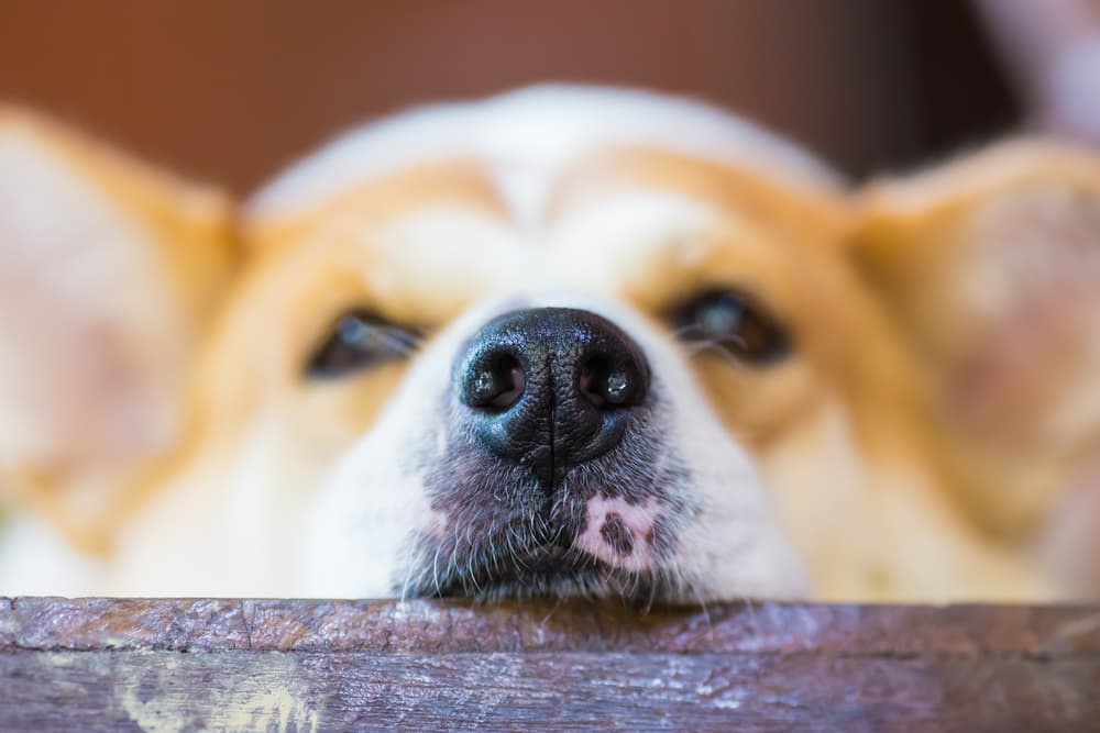 Close up of a corgi's dog nose