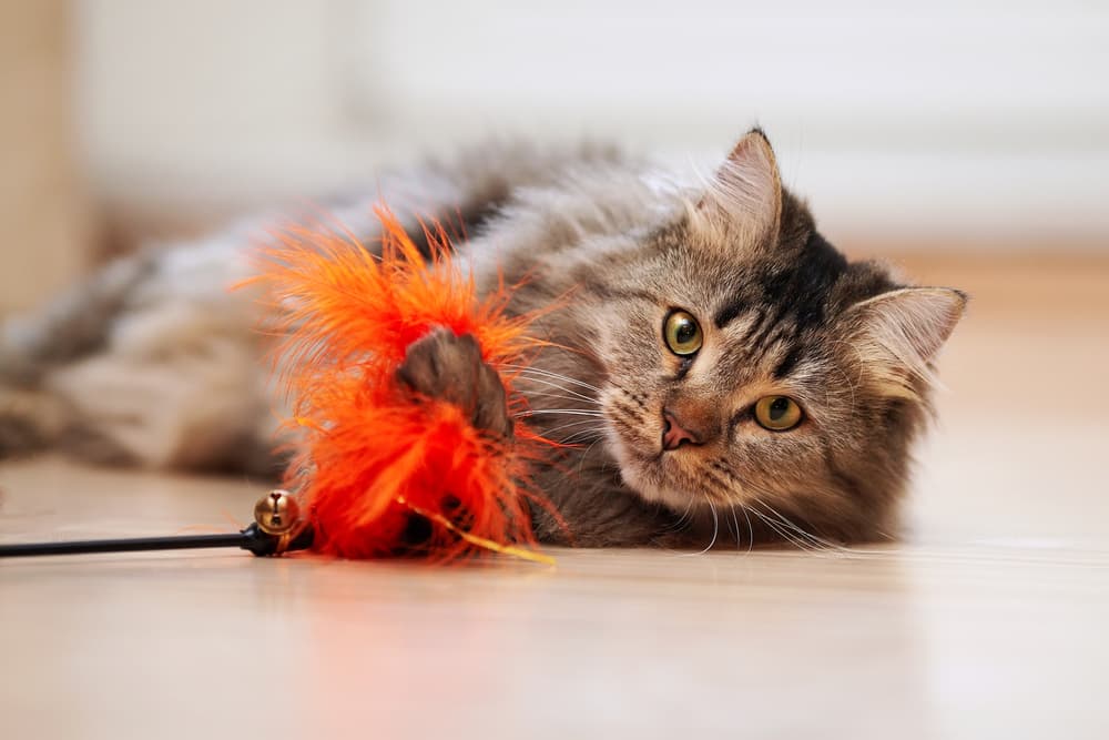 Cat playing with the toy