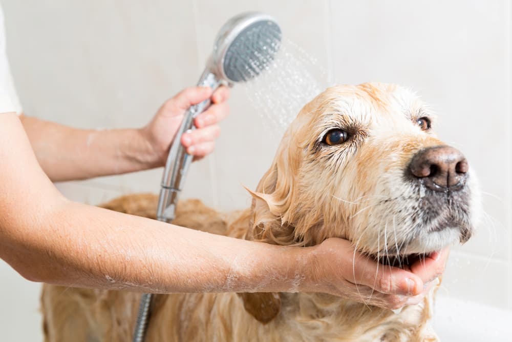 Dog having a bath and being rinsed off