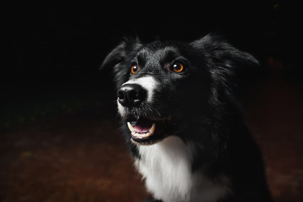 Dog sitting outdoors at night
