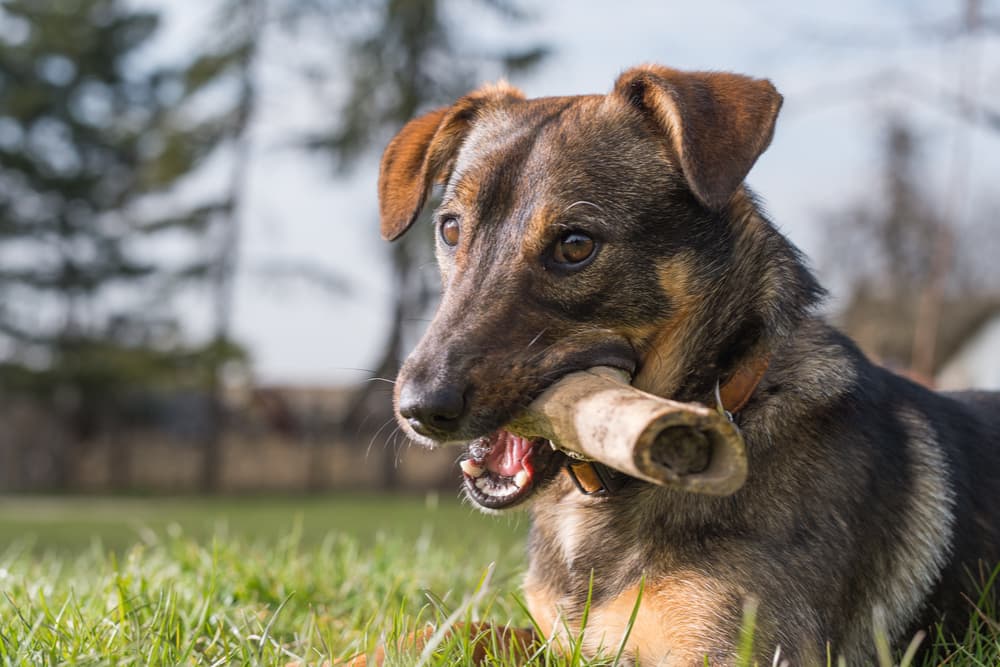 Dog with a bone outdoors