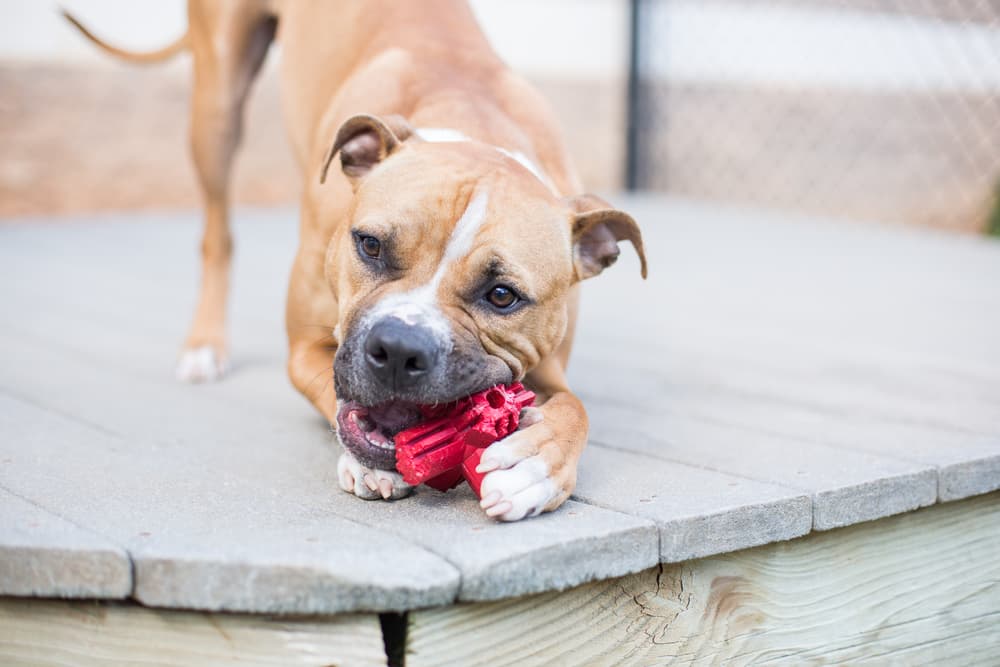 Dog chewing on side of toy and gnawing on it