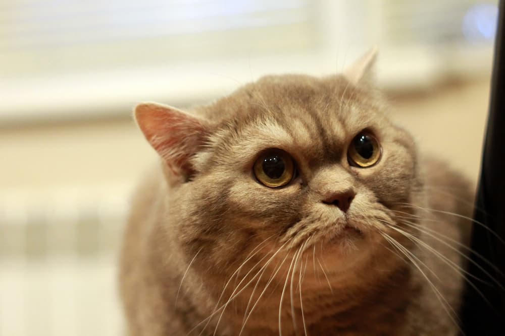 Cat looking up to owner looking scared