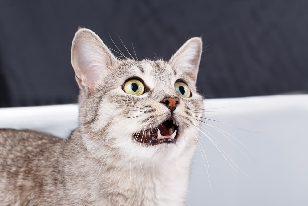 Surprising cat teeth facts with the face of surprised looking cat