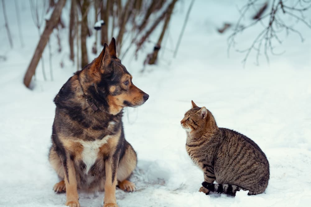 Dog and cat looking at each other