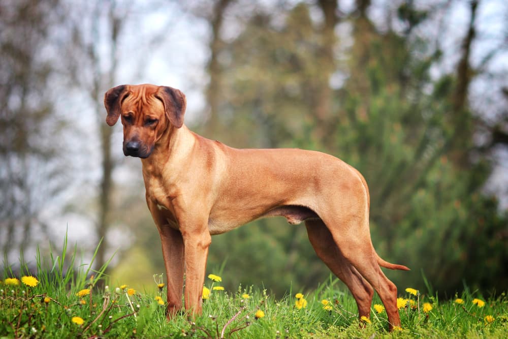 Rhodesian Ridgeback puppy outdoorsf