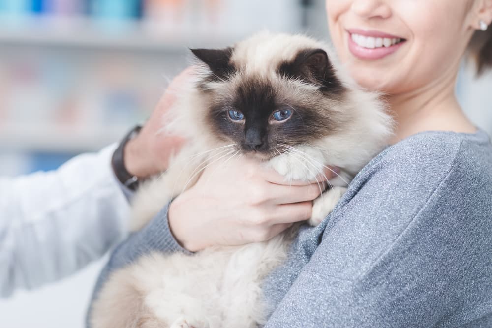 Cat being held by owner at the visit to the vet