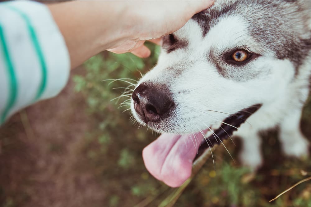 Dog with wet nose about to be pet by owner