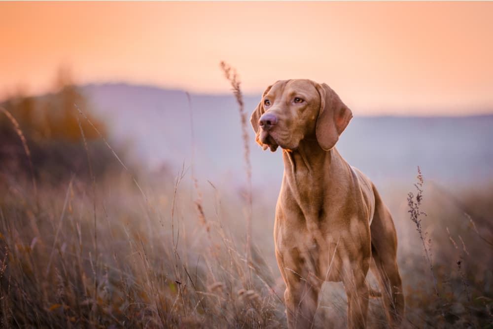 Visla dog standing in the field