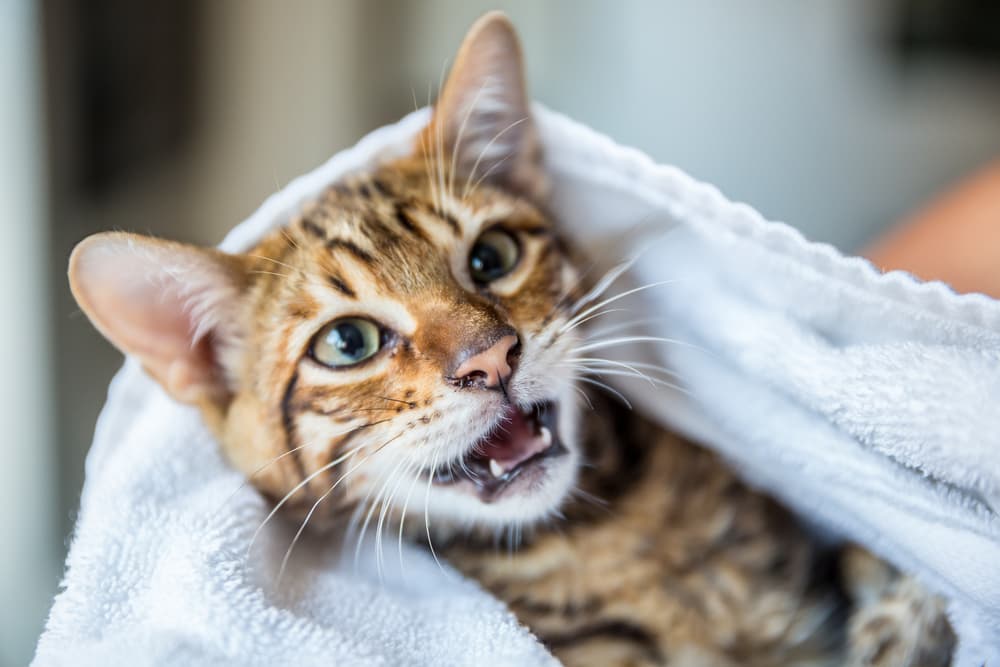Cat open mouth being held by owner in a towel