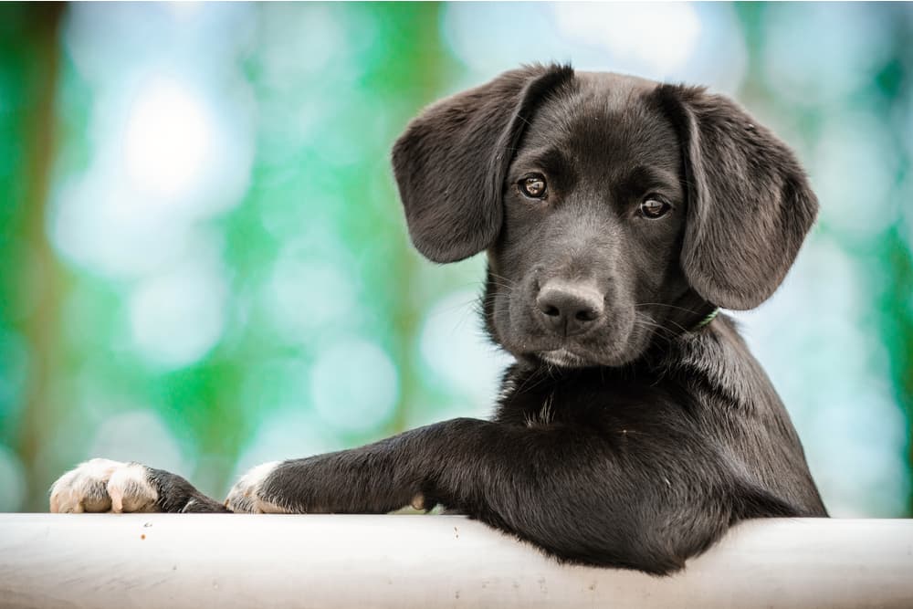 Puppy dog looking across at owner