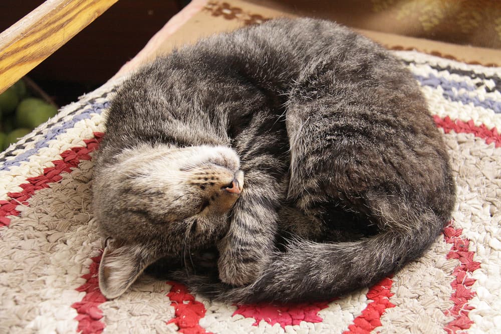 Cat curled on the ground on a rug