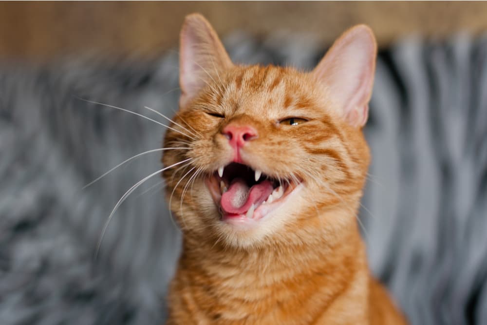 Cat Teeth: 5 Facts You Should Know