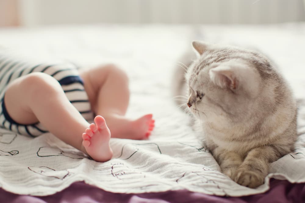 Cat laying next to a baby's feet