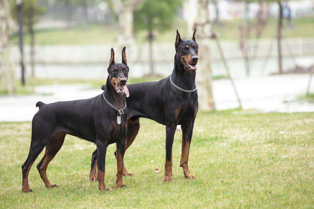 Two Doberman Pinschers in the park