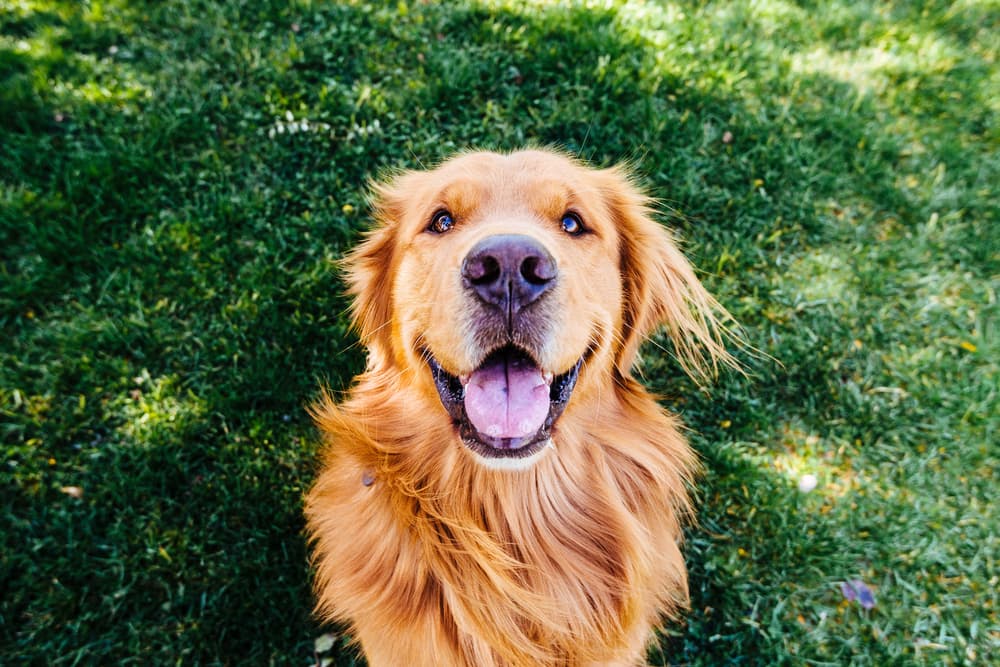 Happy dog looking at camera in the garden