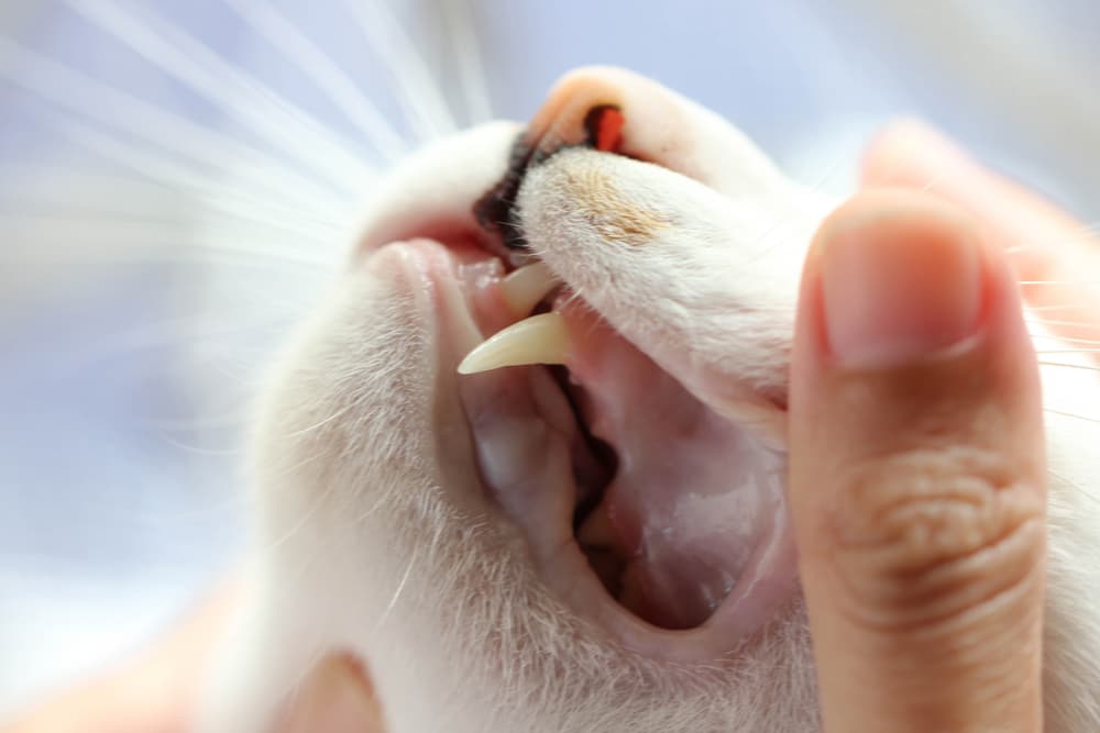 Close up of cat teeth