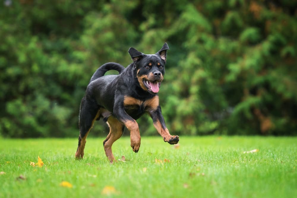 Rottweiler running in the field