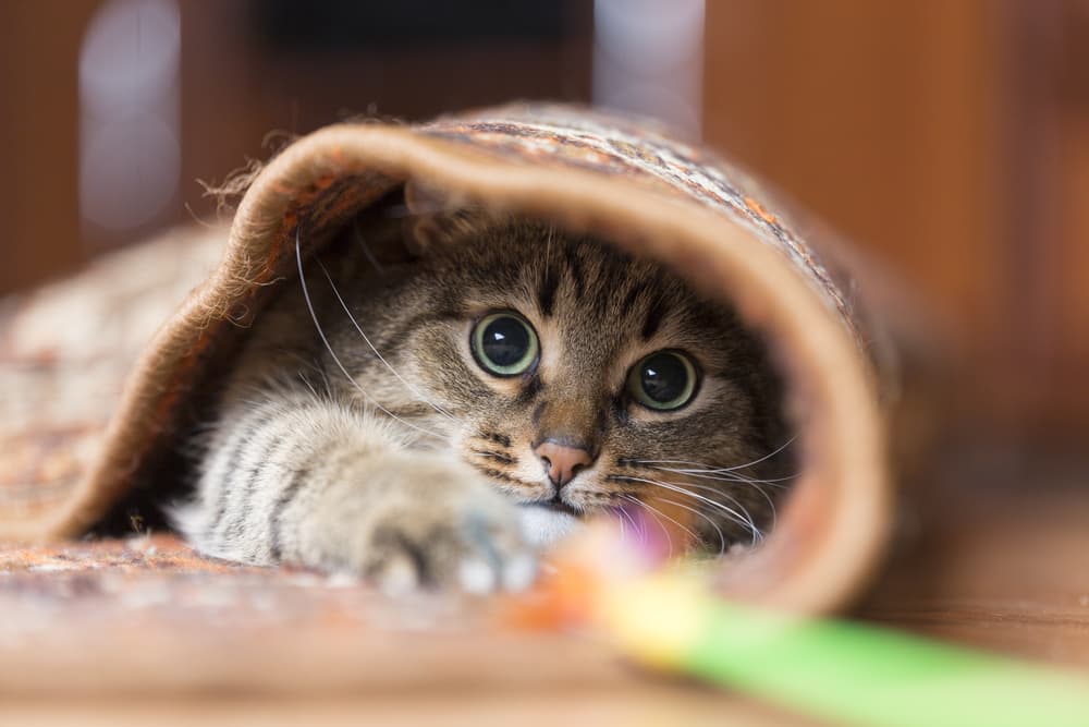 Cat hiding in the carpet while playing with toys