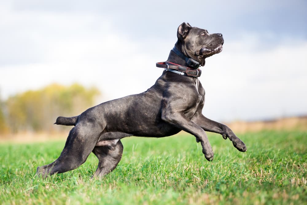 Cane Corso leaping in the field