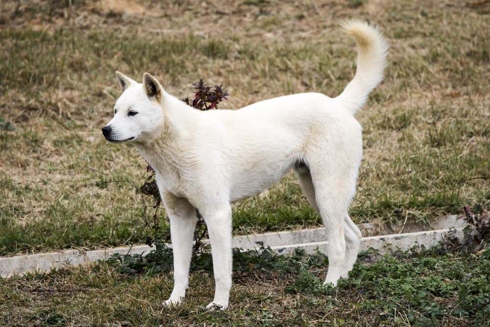 Korean Jindo dog walking in the parkk
