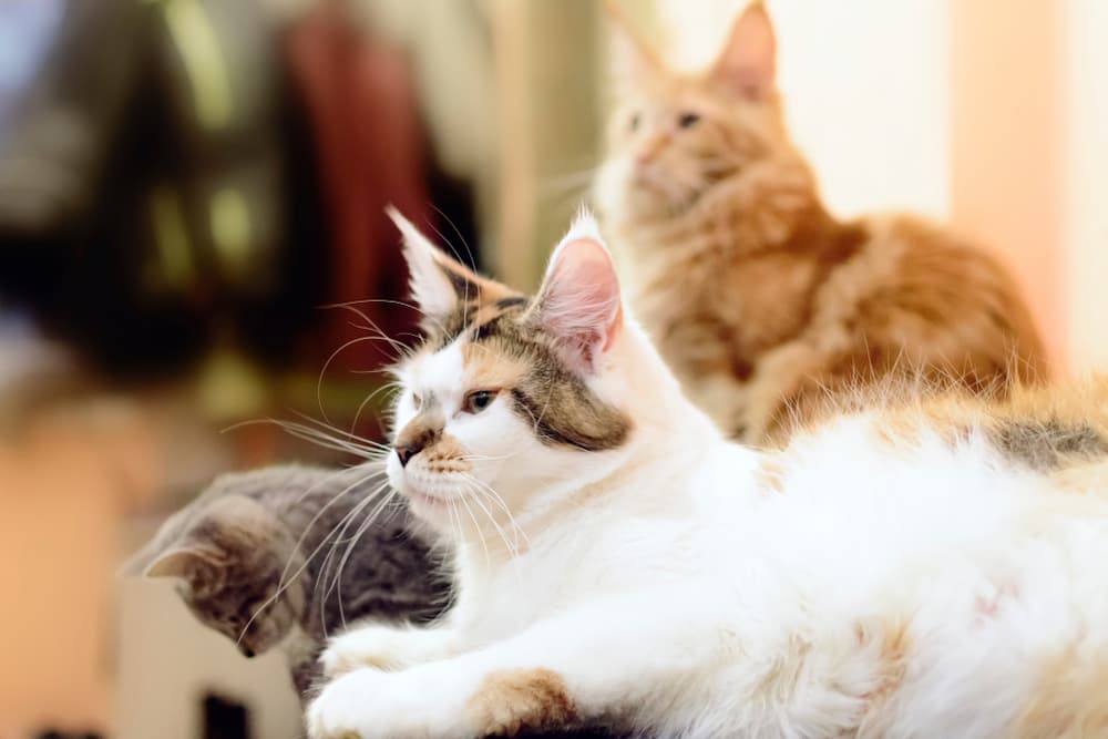 Multiple cats at home