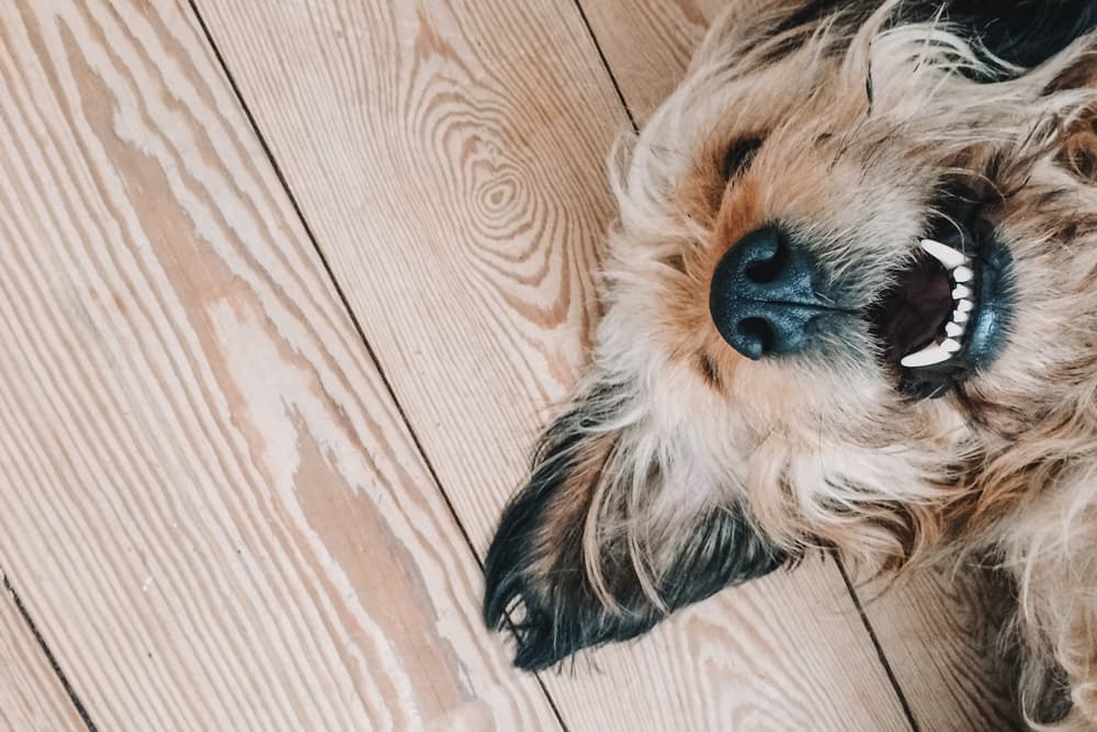 Dog laying down on the wood floor