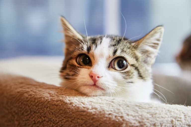 Cat looking up to owner looking for attention