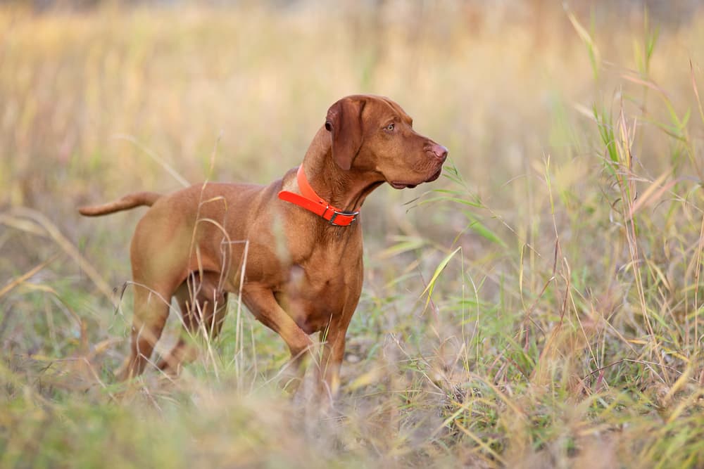 Hunting dog in a field