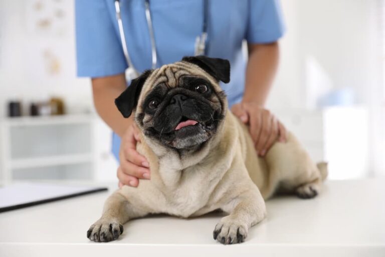 pug at vet