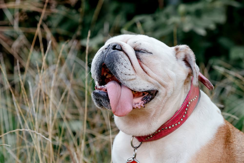 Bulldog with tongue out