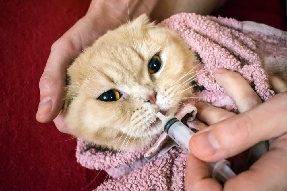 How to give a cat liquid medicine shows a man's hand giving a medicine in a syringe to a cat wrapped in towel