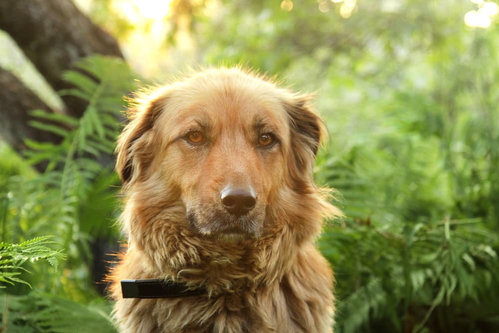Dog Diarrhea: Causes and How to Help
