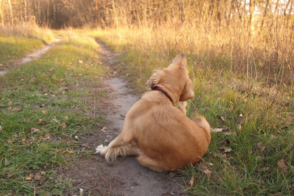 dog scratches his ear while sitting on apath outside