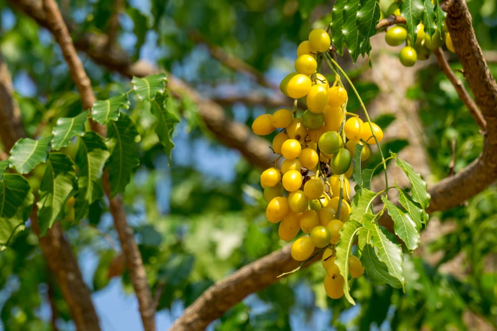 Neem plant growing on the tree