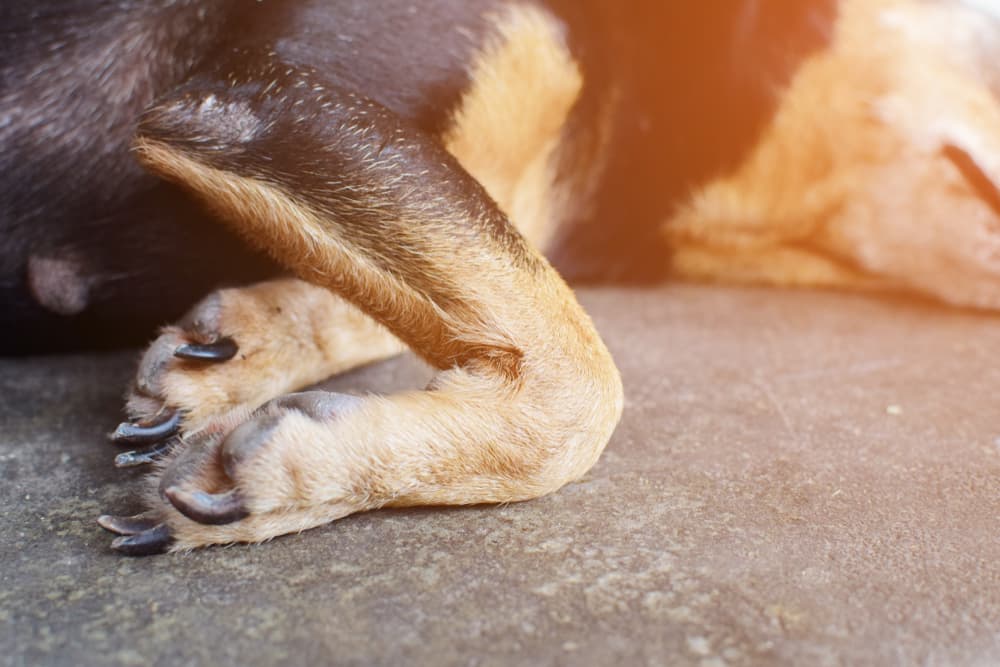 The front legs dog with knee curve while sleeping on the floor